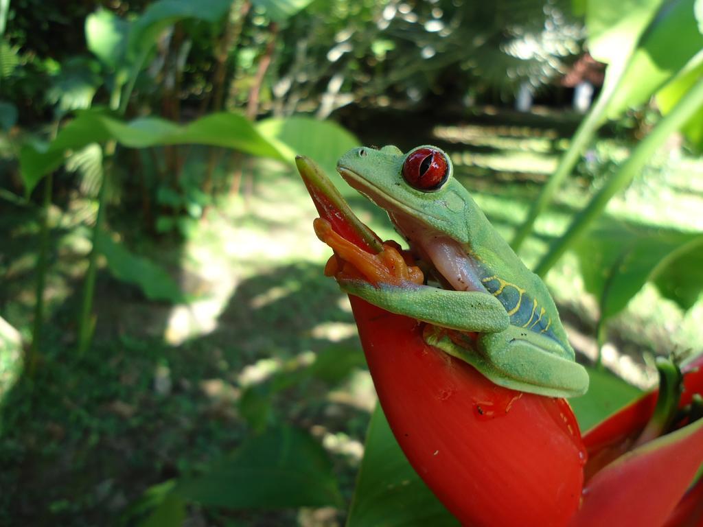 Cabinas Iguana Cahuita Dış mekan fotoğraf